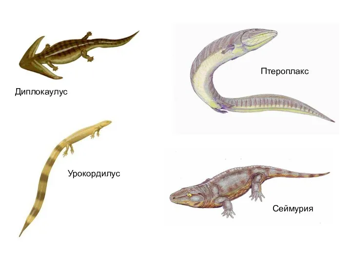 Диплокаулус Сеймурия Урокордилус Птероплакс