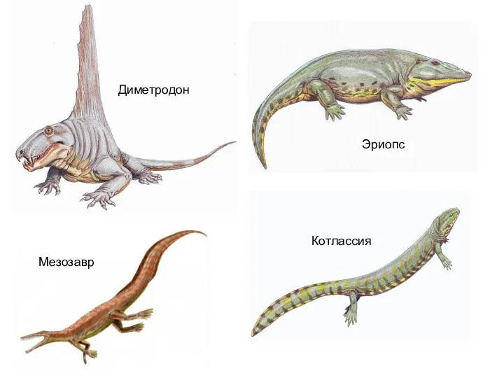 Диметродон Эриопс Котлассия Мезозавр