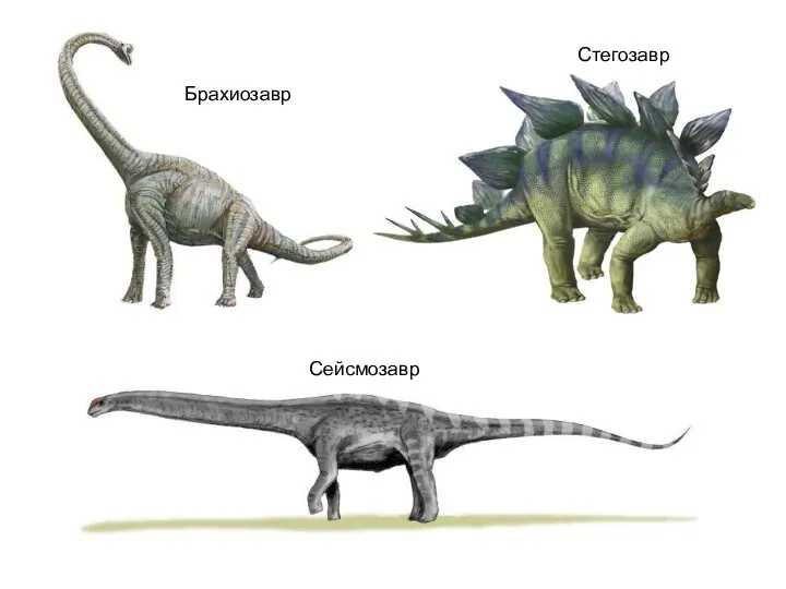 Брахиозавр Сейсмозавр Стегозавр