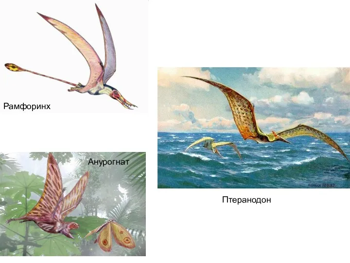 Рамфоринх Анурогнат Птеранодон