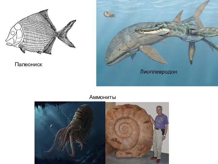 Палеониск Лиоплевродон Аммониты