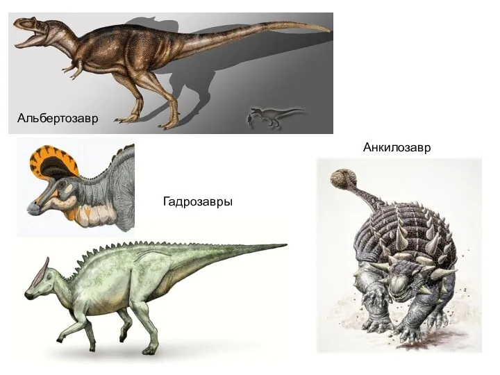 Альбертозавр Гадрозавры Анкилозавр