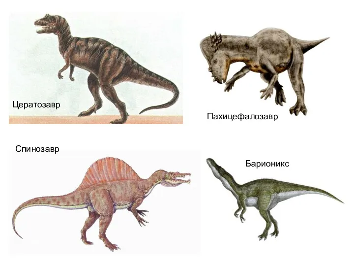 Цератозавр Спинозавр Пахицефалозавр Барионикс