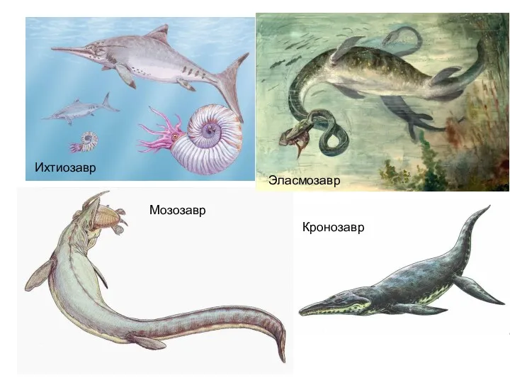 Ихтиозавр Мозозавр Эласмозавр Кронозавр