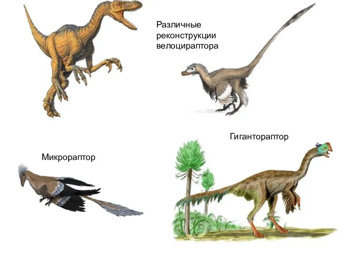 Различные реконструкции велоцираптора Микрораптор Гигантораптор
