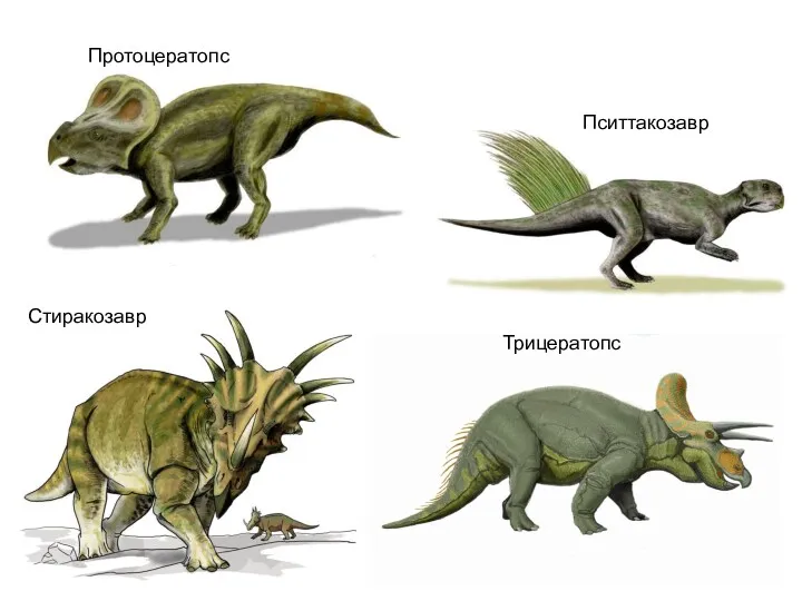 Протоцератопс Стиракозавр Трицератопс Пситтакозавр