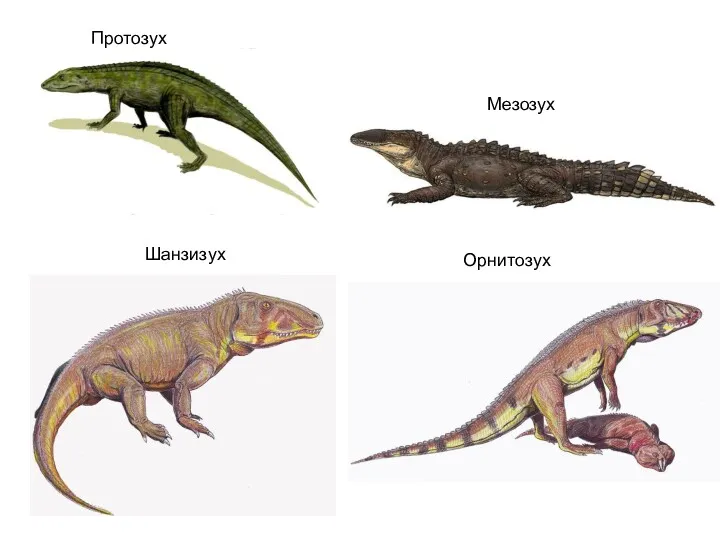 Шанзизух Орнитозух Протозух Мезозух