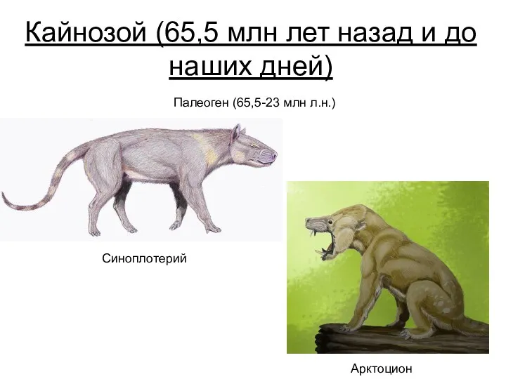 Кайнозой (65,5 млн лет назад и до наших дней) Синоплотерий Арктоцион Палеоген (65,5-23 млн л.н.)