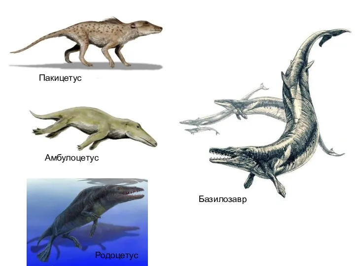 Амбулоцетус Пакицетус Родоцетус Базилозавр