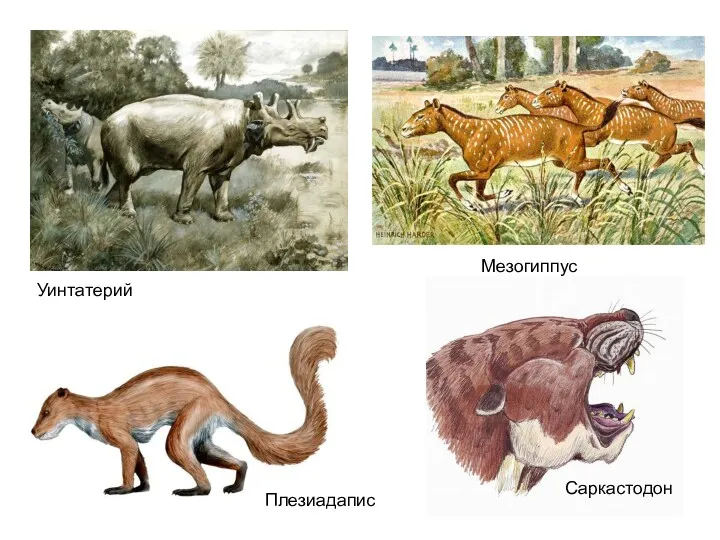 Уинтатерий Мезогиппус Саркастодон Плезиадапис