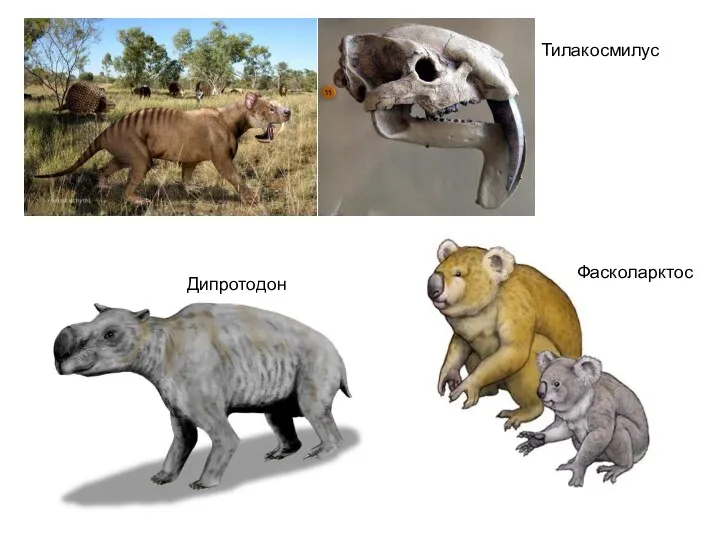 Тилакосмилус Дипротодон Фасколарктос