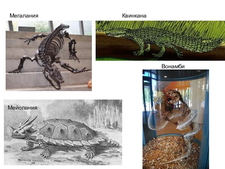 Вонамби Мегалания Мейолания Квинкана