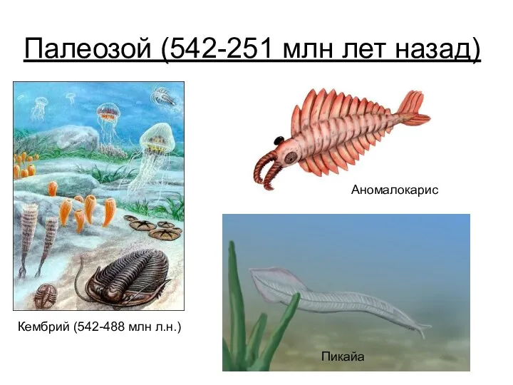 Палеозой (542-251 млн лет назад) Кембрий (542-488 млн л.н.) Пикайа Аномалокарис