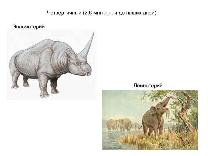 Четвертичный (2,6 млн л.н. и до наших дней) Эласмотерий Дейнотерий