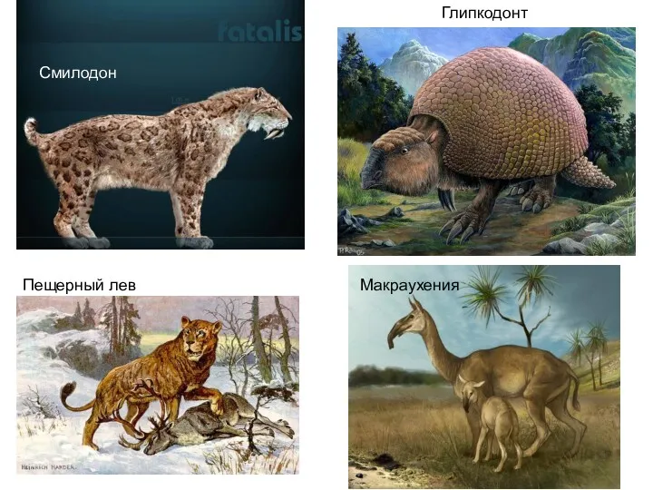 Смилодон Пещерный лев Макраухения Глипкодонт