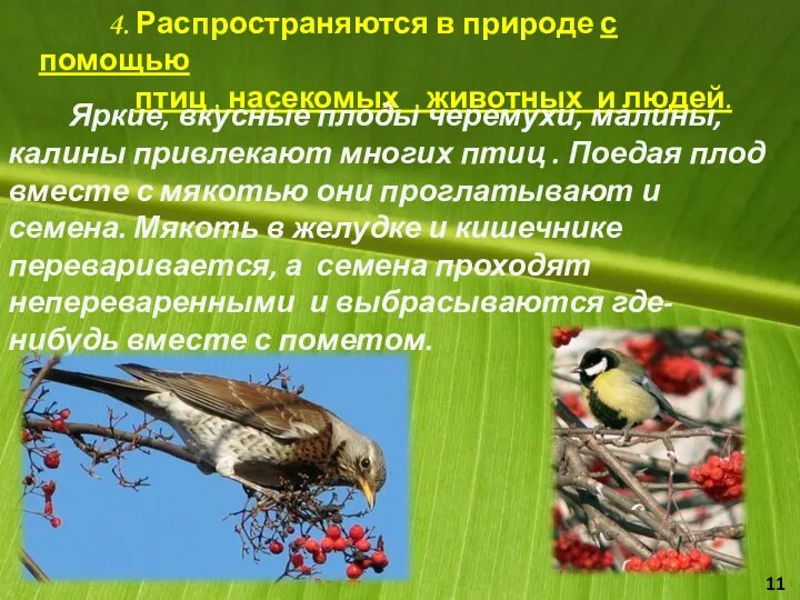 4. Распространяются в природе с помощью птиц , насекомых ,