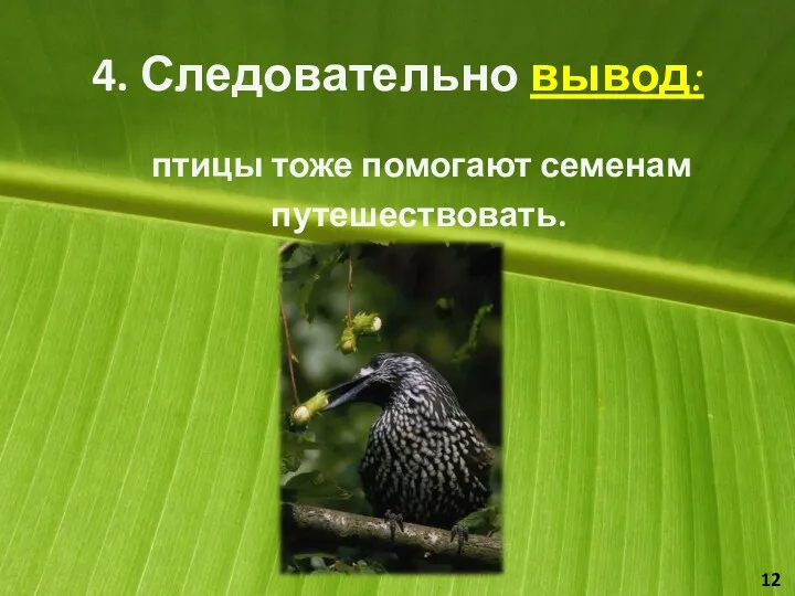 4. Следовательно вывод: птицы тоже помогают семенам путешествовать. 12