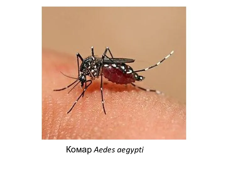 Комар Aedes aegypti