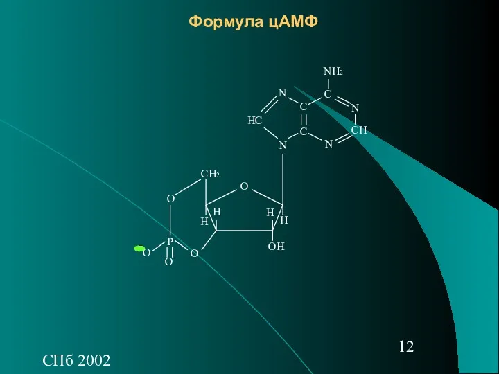 СПб 2002 Формула цАМФ О О О СН2 Р О