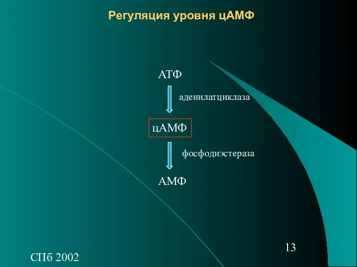 СПб 2002 Регуляция уровня цАМФ АТФ цАМФ АМФ аденилатциклаза фосфодиэстераза