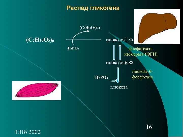 СПб 2002 Распад гликогена (С6Н10О5)n глюкозо-1-Ф глюкозо-6-Ф глюкоза (С6Н10О5)n-1 Н3РО4 фосфогексо- изомераза (ФГИ) глюкоза-6- фосфотаза Н3РО4