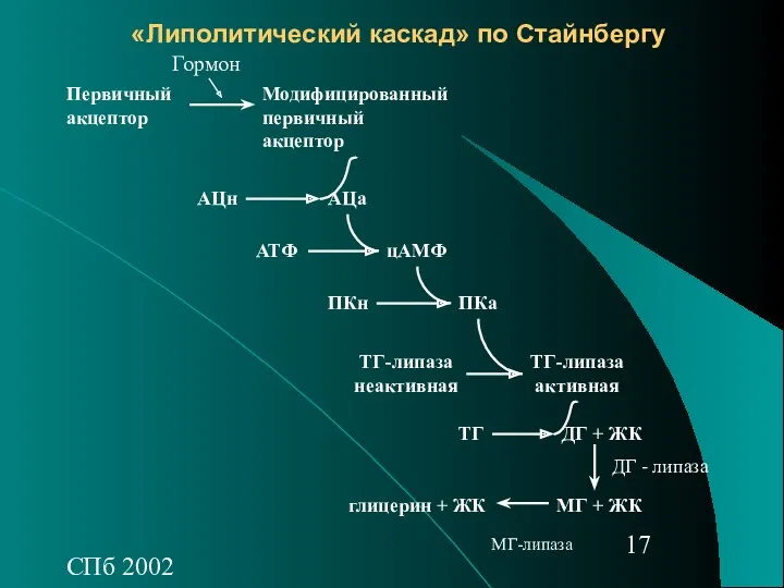 СПб 2002 «Липолитический каскад» по Стайнбергу Первичный акцептор Модифицированный первичный