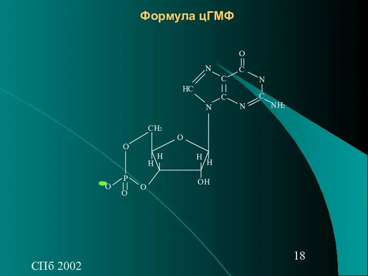 СПб 2002 Формула цГМФ О О О СН2 Р О