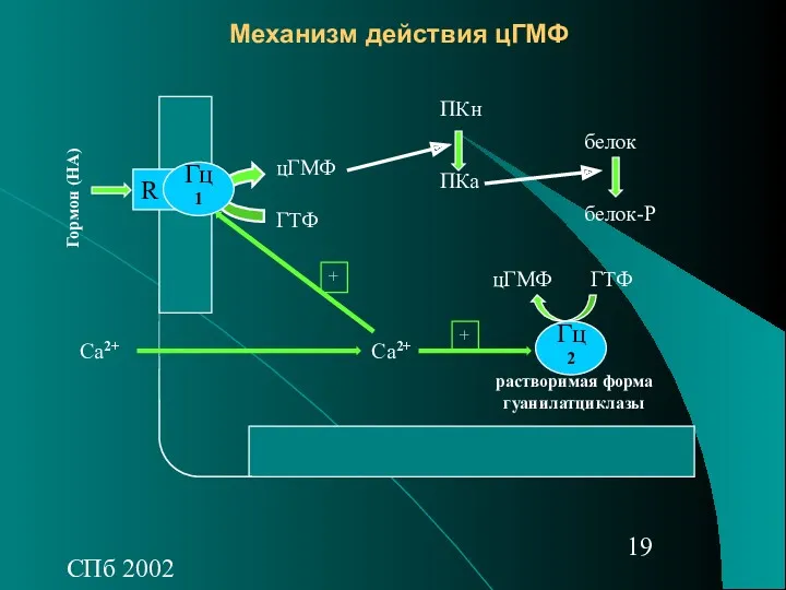 СПб 2002 Механизм действия цГМФ R Гц1 Гормон (НА) ГТФ