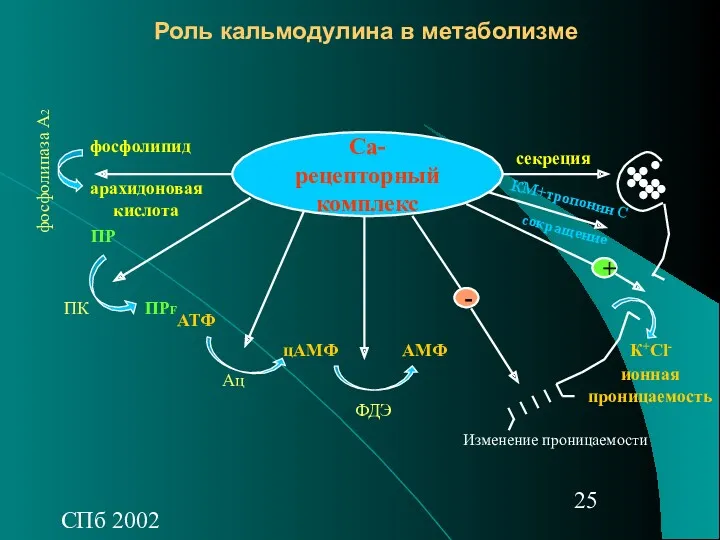 СПб 2002 Роль кальмодулина в метаболизме Са-рецепторный комплекс арахидоновая кислота