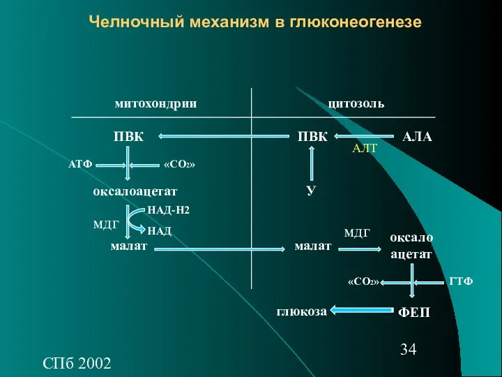 СПб 2002 Челночный механизм в глюконеогенезе цитозоль митохондрии оксалоацетат малат