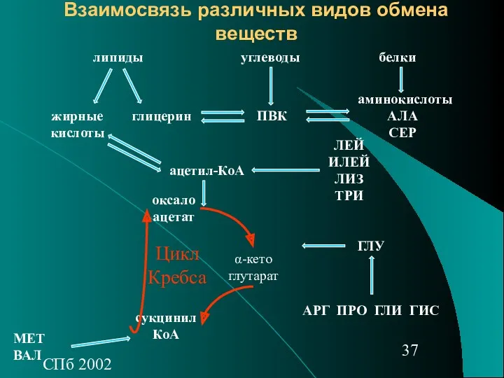 СПб 2002 Взаимосвязь различных видов обмена веществ липиды углеводы белки