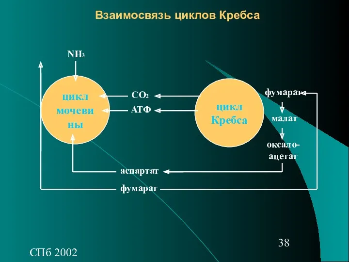 СПб 2002 Взаимосвязь циклов Кребса цикл Кребса цикл мочевины СО2