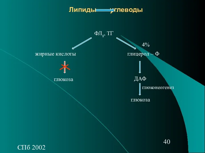 СПб 2002 Липиды углеводы жирные кислоты глюкоза ДАФ ФЛ1, ТГ глицерол – Ф глюкоза глюконеогенез 4%