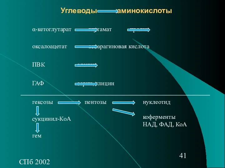 СПб 2002 Углеводы аминокислоты α-кетоглутарат глутамат пролин оксалоацетат аспарагиновая кислота