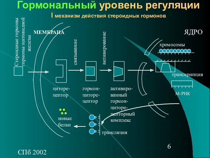 СПб 2002 Гормональный уровень регуляции I механизм действия стероидных гормонов