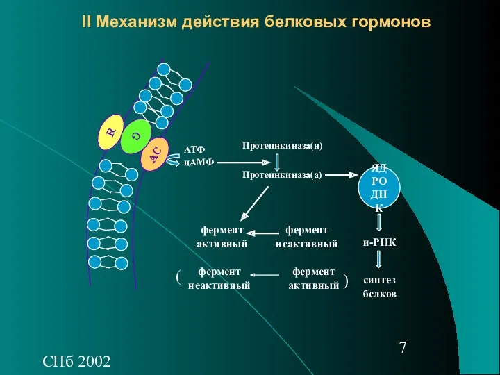 СПб 2002 II Механизм действия белковых гормонов АТФ цАМФ Протеинкиназа(н)