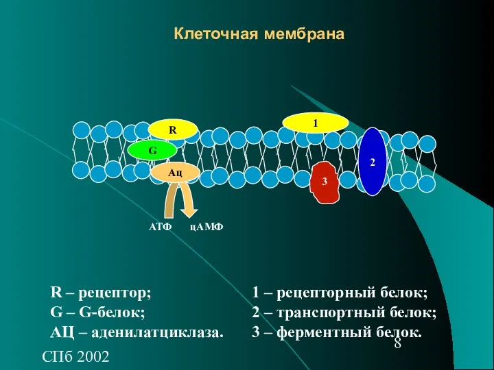 СПб 2002 АТФ цАМФ Клеточная мембрана R – рецептор; G