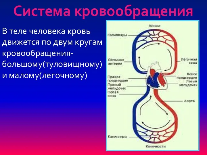 Система кровообращения В теле человека кровь движется по двум кругам кровообращения- большому(туловищному) и малому(легочному)