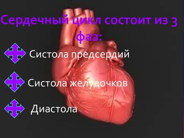 Сердечный цикл состоит из 3 фаз: Систола предсердий Систола желудочков Диастола