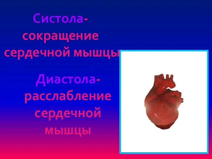 Систола-сокращение сердечной мышцы Диастола-расслабление сердечной мышцы