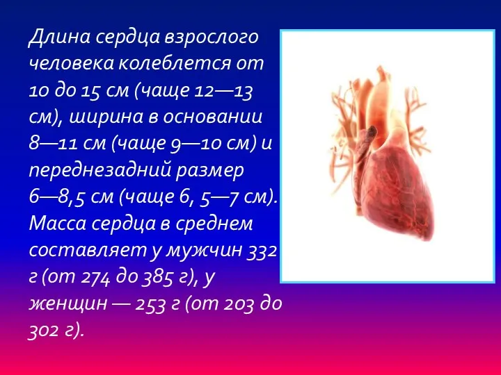 Длина сердца взрослого человека колеблется от 10 до 15 см