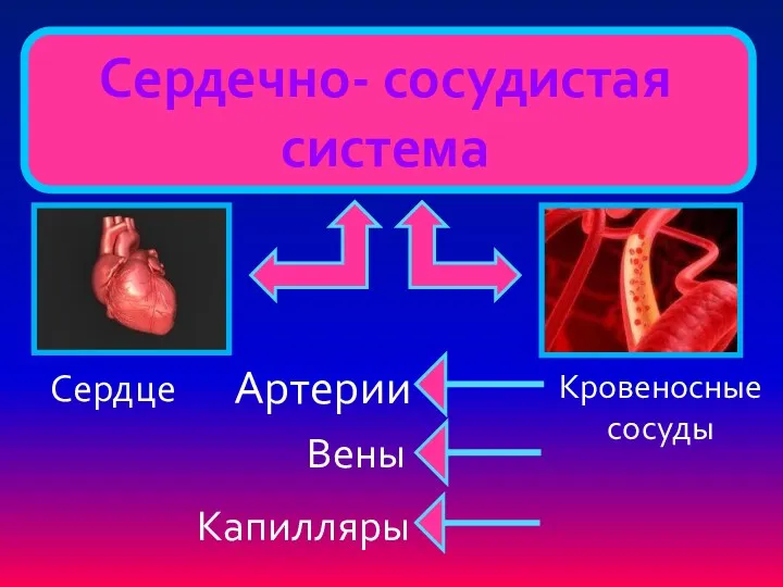 Сердечно- сосудистая система Сердце Кровеносные сосуды Артерии Вены Капилляры