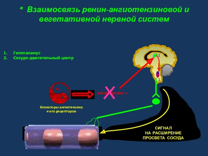 * Взаимосвязь ренин-ангиотензиновой и вегетативной нервной систем 1 2 Гипоталамус