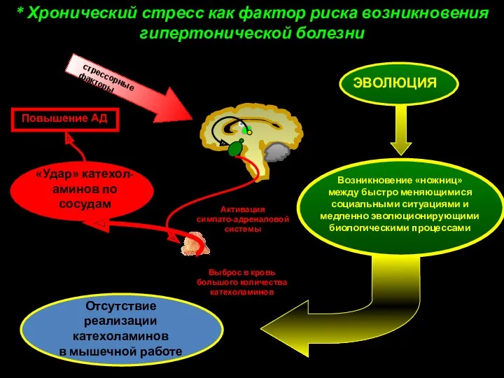 * Хронический стресс как фактор риска возникновения гипертонической болезни стрессорные