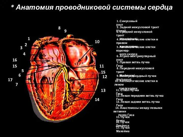 * Анатомия проводниковой системы сердца 1 2 3 4 16
