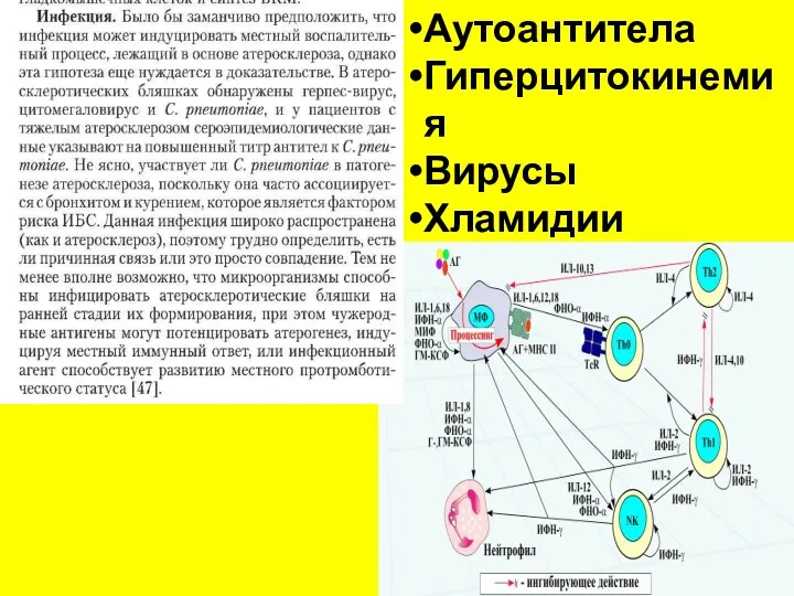 Аутоантитела Гиперцитокинемия Вирусы Хламидии