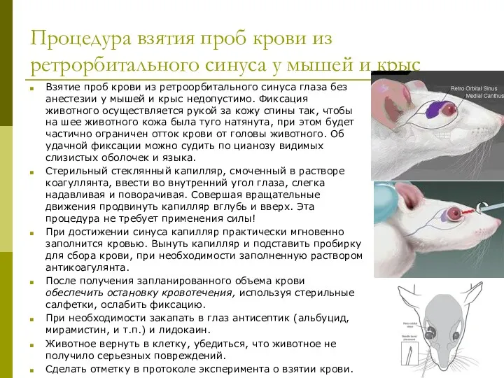 Процедура взятия проб крови из ретрорбитального синуса у мышей и крыс Взятие проб