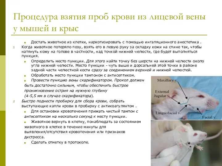 Процедура взятия проб крови из лицевой вены у мышей и крыс Достать животное