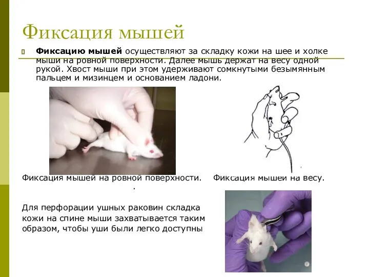 Фиксация мышей Фиксацию мышей осуществляют за складку кожи на шее и холке мыши