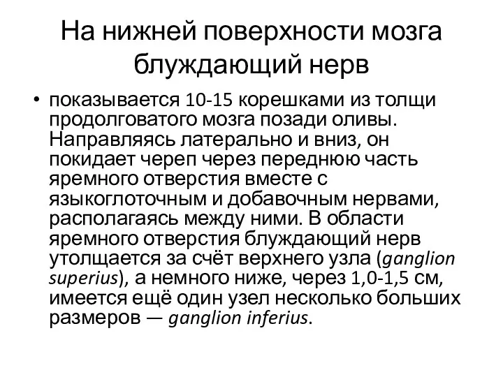 На нижней поверхности мозга блуждающий нерв показывается 10-15 корешками из